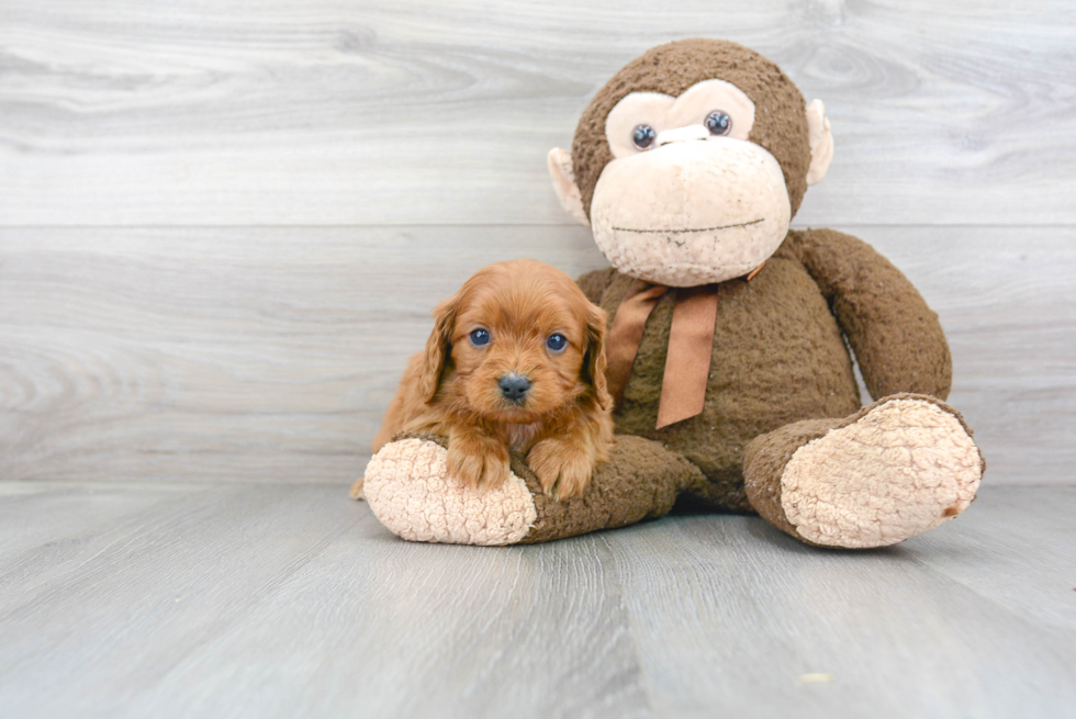 Cavapoo Puppy for Adoption