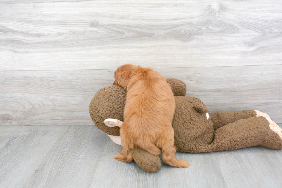 Cavapoo Pup Being Cute