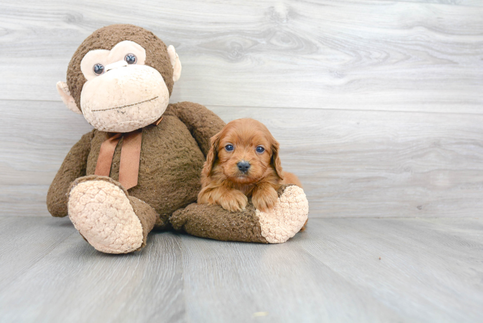 Sweet Cavapoo Baby