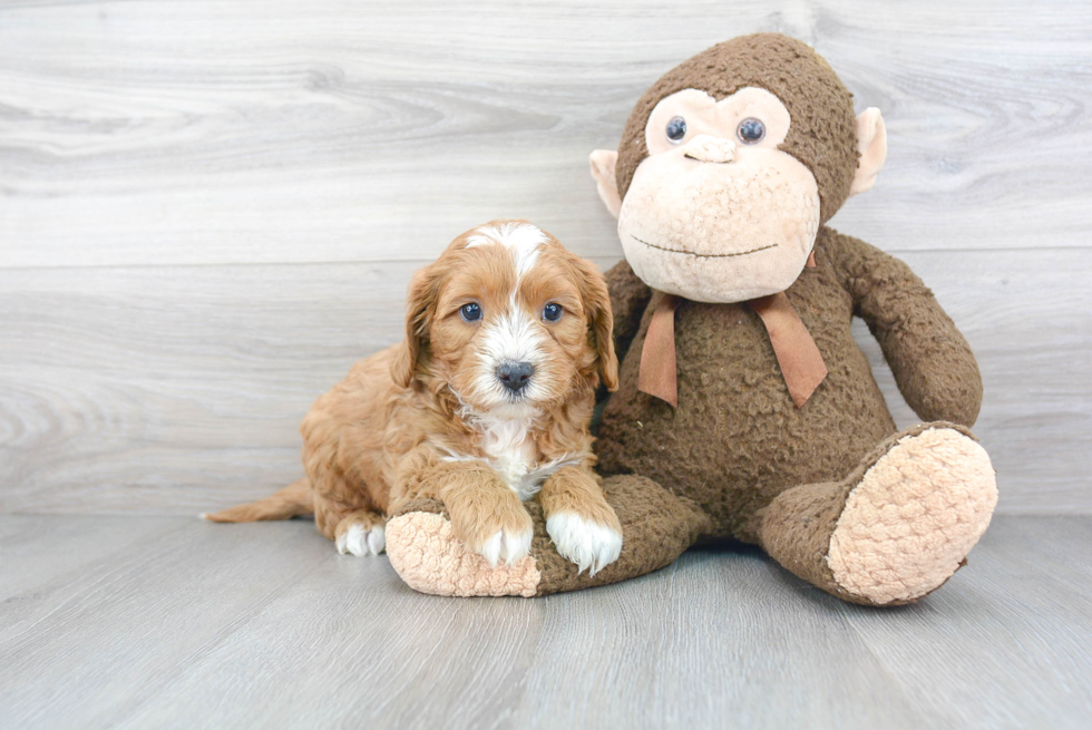 Cavapoo Pup Being Cute