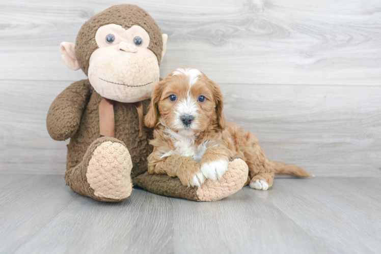 Cavapoo Puppy for Adoption