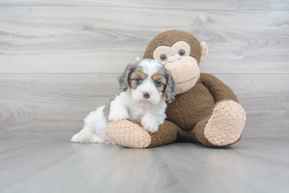 Friendly Cavapoo Baby