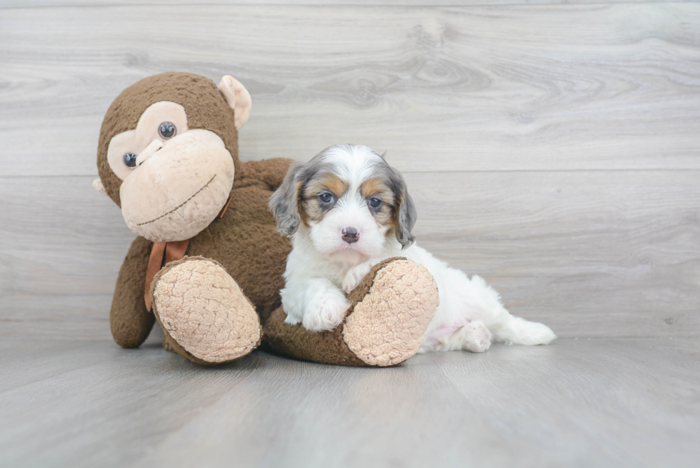 Best Cavapoo Baby