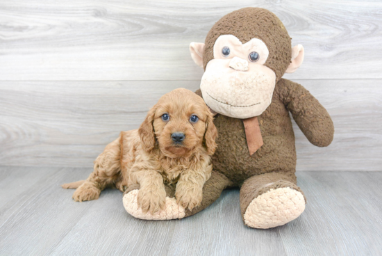 Best Cavapoo Baby