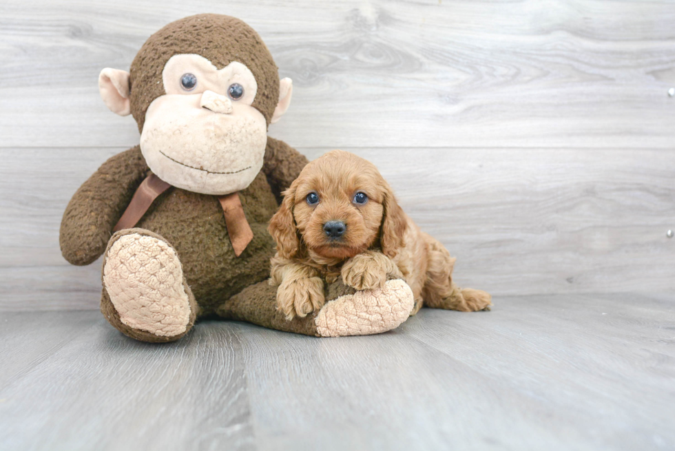 Cavapoo Puppy for Adoption