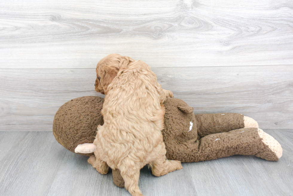 Happy Cavapoo Baby