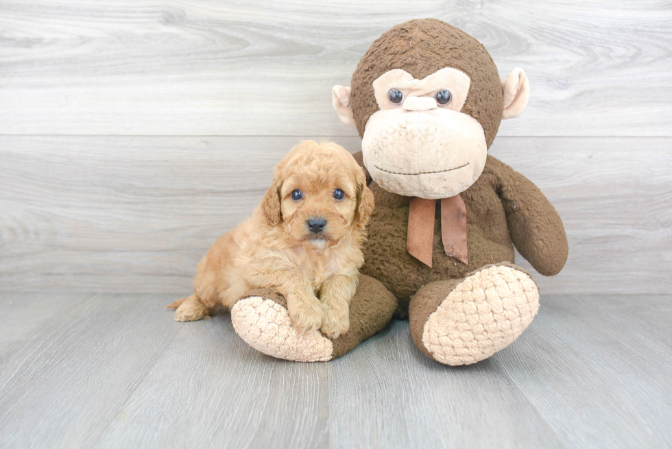 Friendly Cavapoo Baby