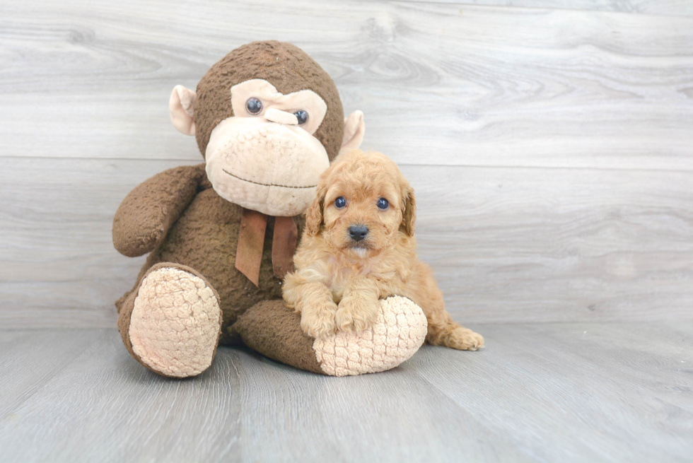 Cavapoo Puppy for Adoption