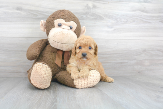 Cavapoo Puppy for Adoption