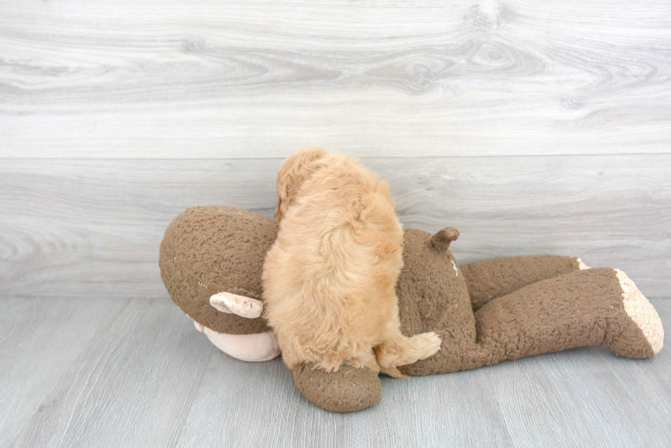 Cavapoo Pup Being Cute