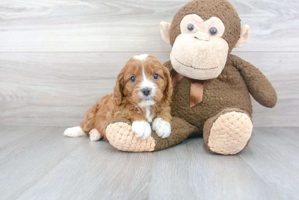 Playful Cavoodle Poodle Mix Puppy