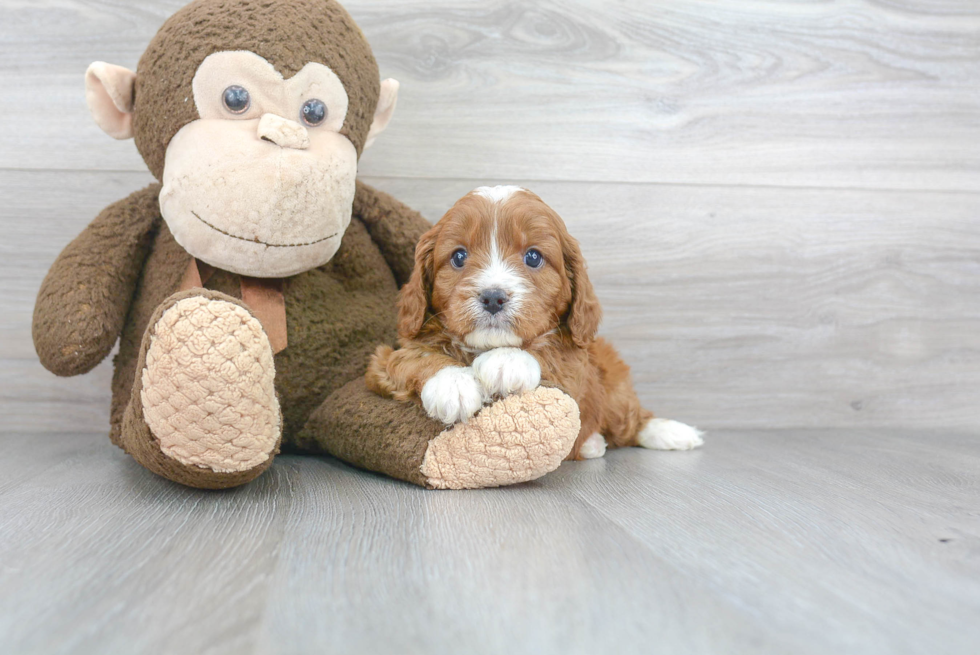 Best Cavapoo Baby