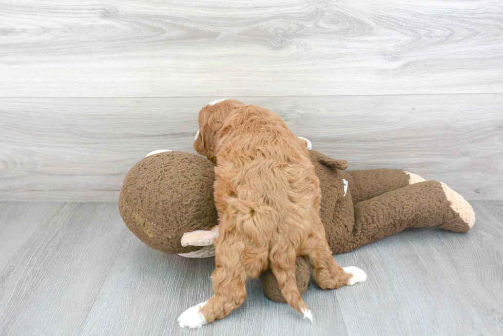 Happy Cavapoo Baby