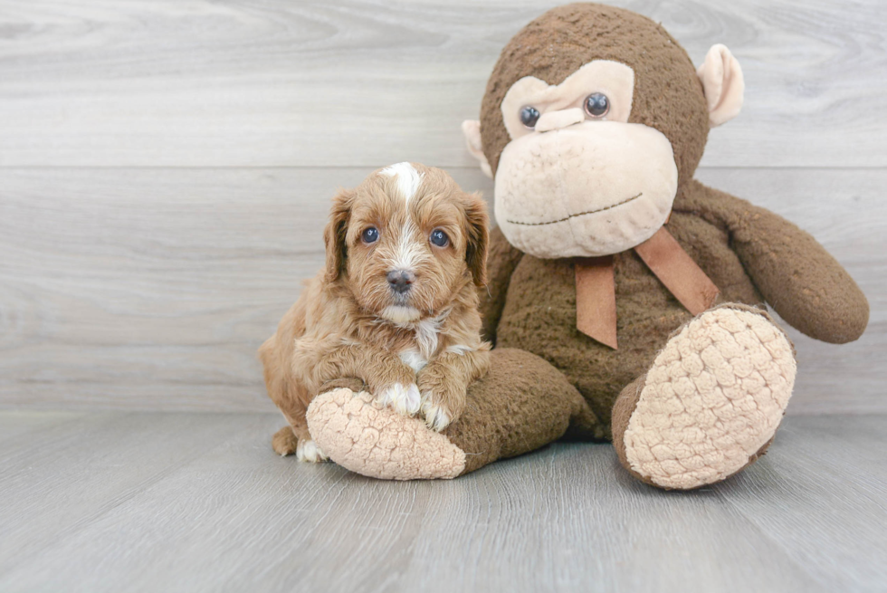 Small Cavapoo Baby