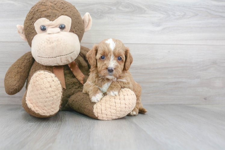 Petite Cavapoo Poodle Mix Pup