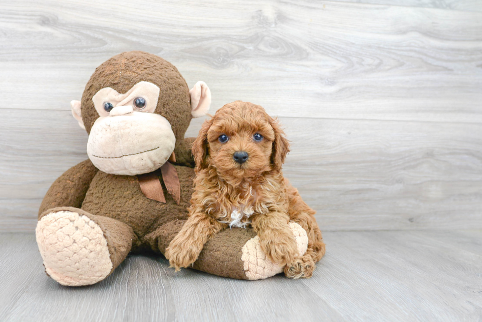 Cute Cavapoo Baby