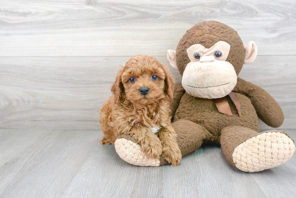 Cute Cavapoo Baby