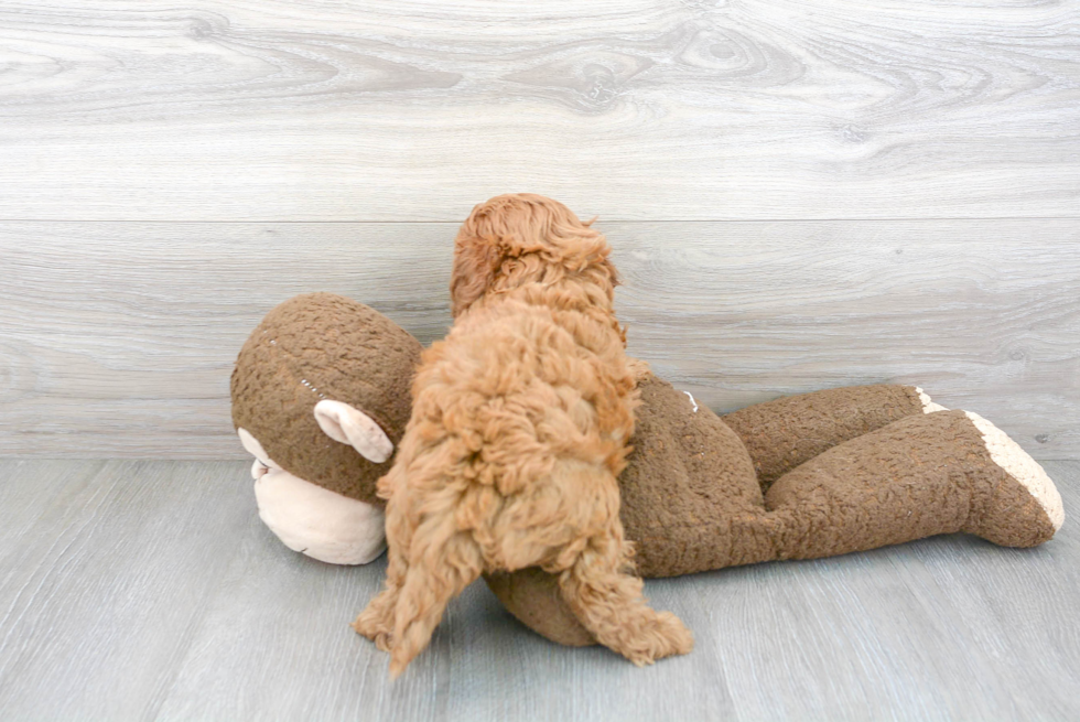 Funny Cavapoo Poodle Mix Pup