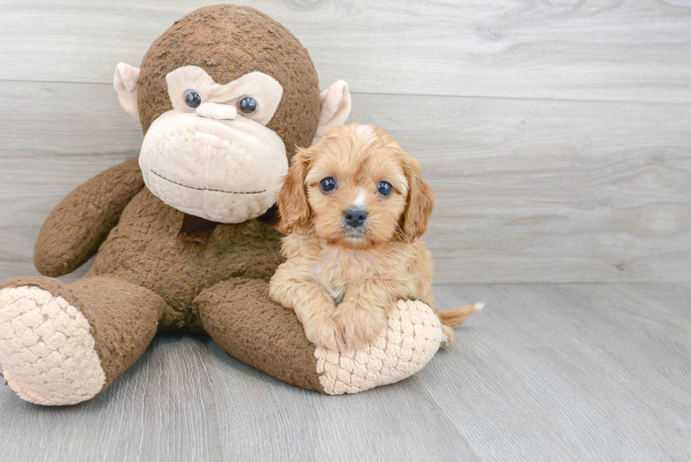 Cavapoo Puppy for Adoption