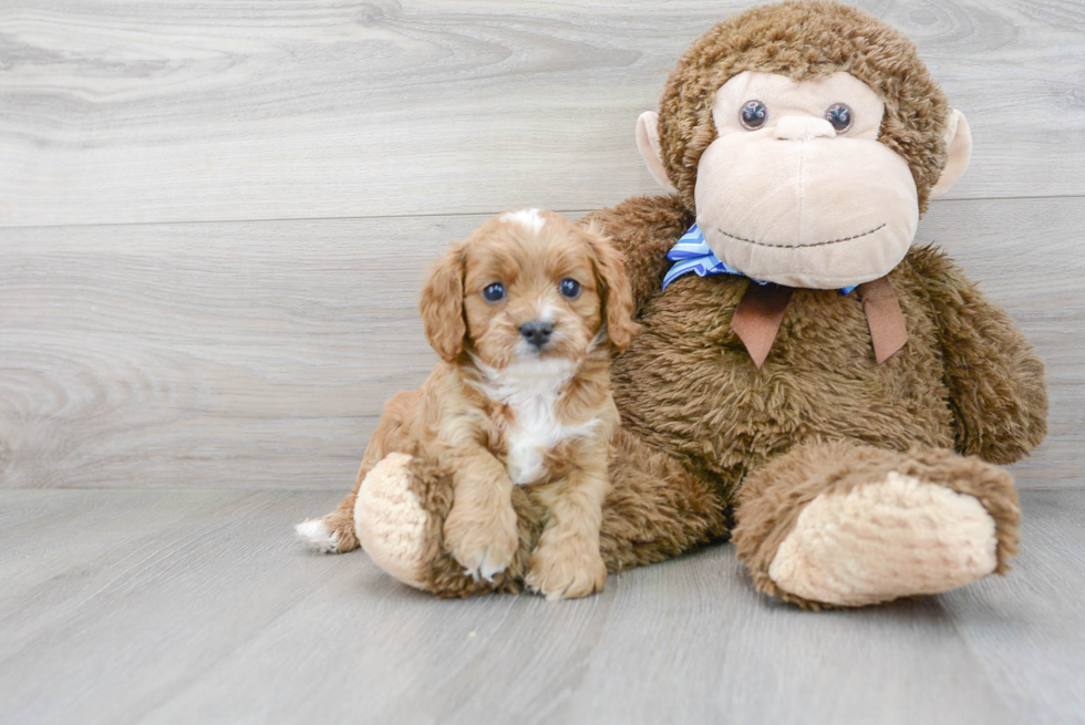 Cavapoo Pup Being Cute