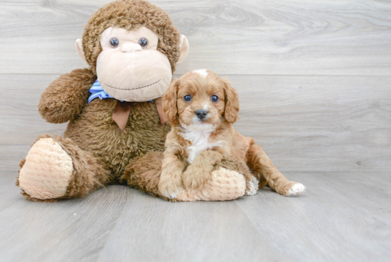 Cavapoo Puppy for Adoption