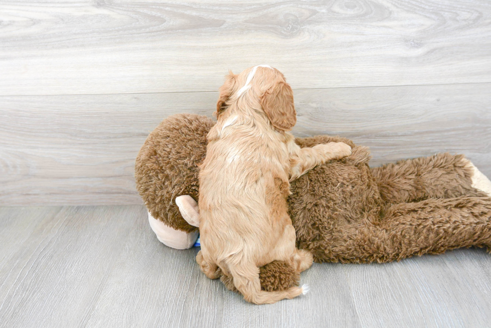 Popular Cavapoo Poodle Mix Pup