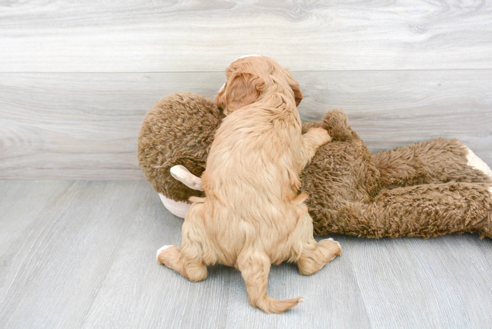 Energetic Cavoodle Poodle Mix Puppy