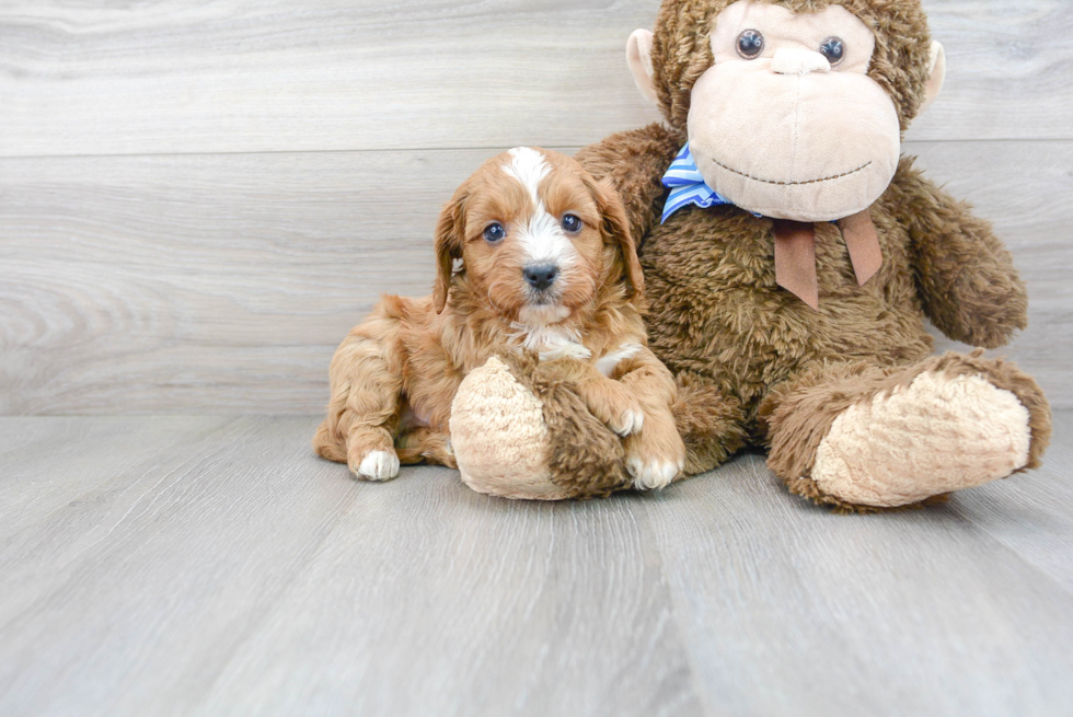 Sweet Cavapoo Baby