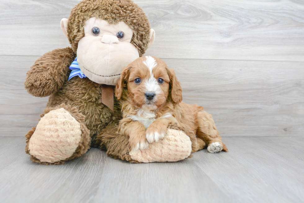 Little Cavoodle Poodle Mix Puppy