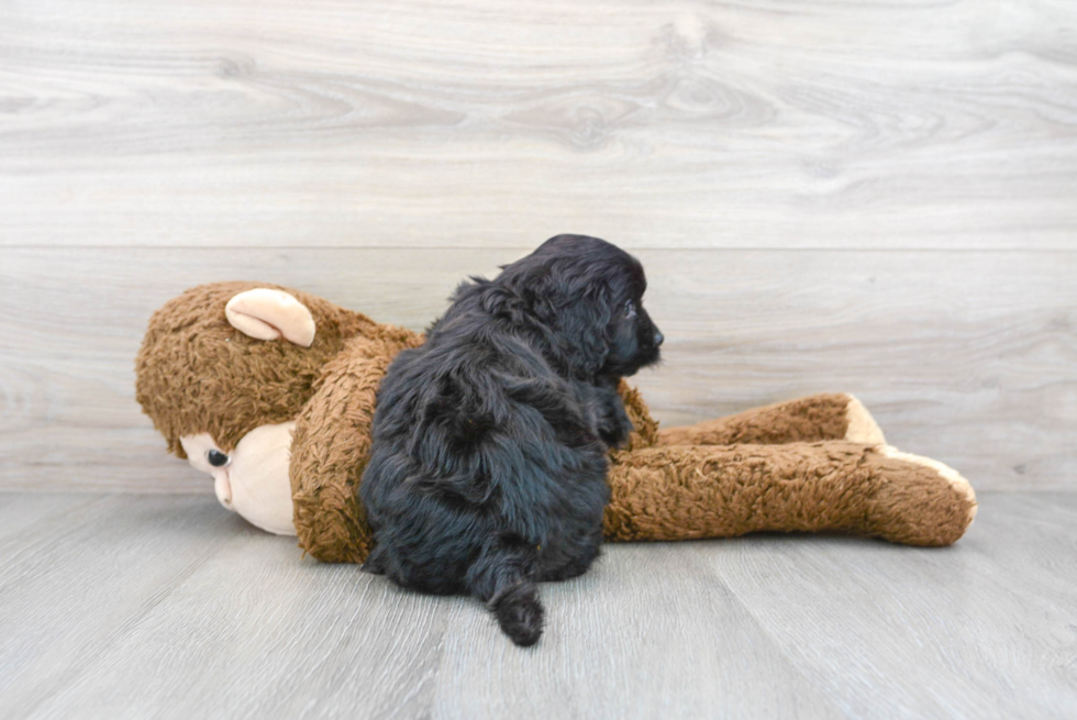 Cavapoo Pup Being Cute