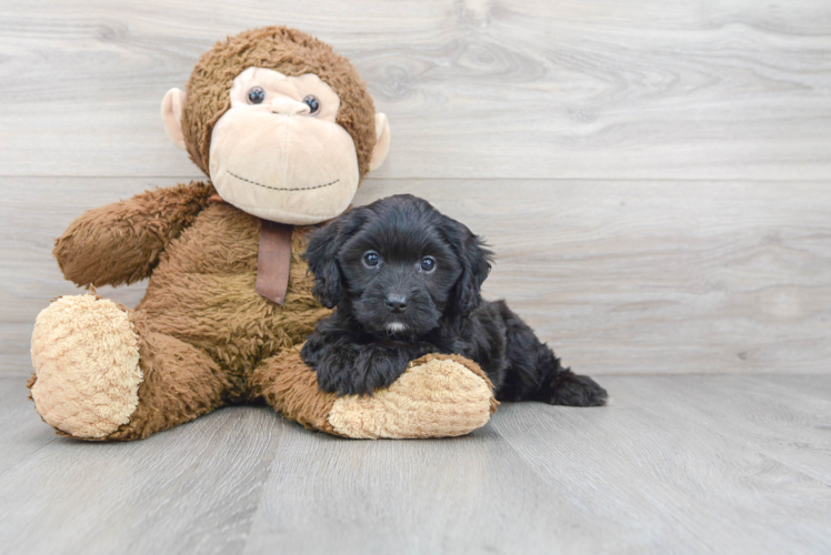 Petite Cavapoo Poodle Mix Pup