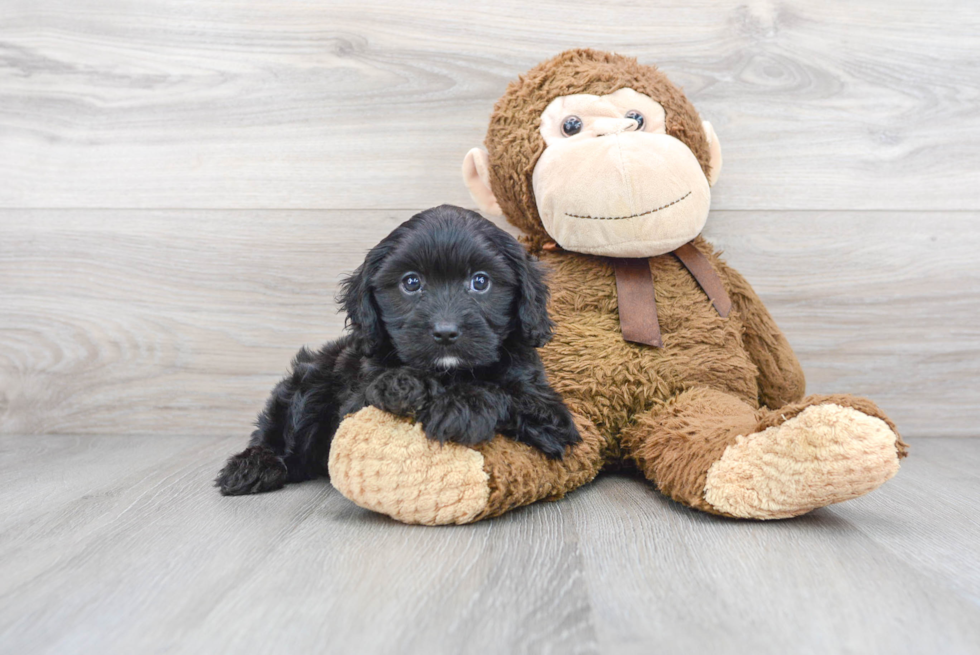 Cavapoo Puppy for Adoption