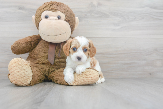 Small Cavapoo Baby