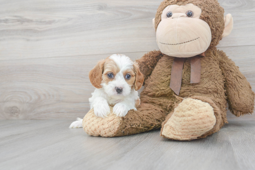 Funny Cavapoo Poodle Mix Pup