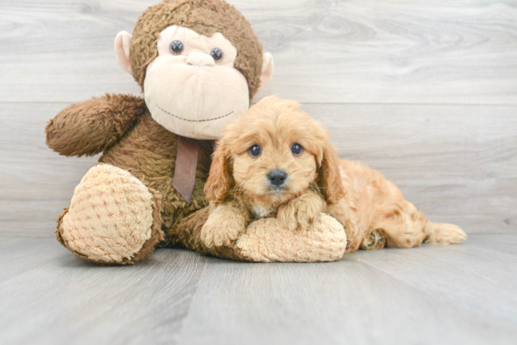 Cavapoo Pup Being Cute