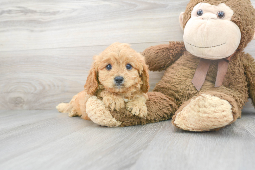 Best Cavapoo Baby