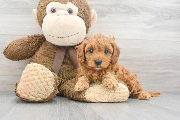 Playful Cavoodle Poodle Mix Puppy