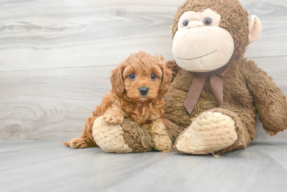 Sweet Cavapoo Baby