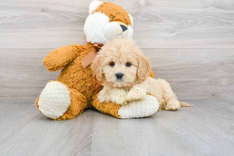 Small Cavapoo Baby