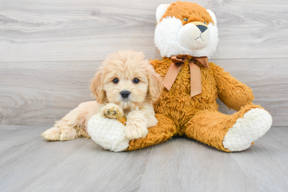 Cavapoo Pup Being Cute