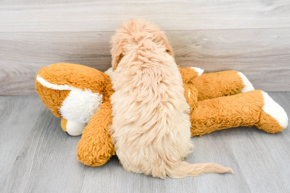 Playful Cavoodle Poodle Mix Puppy