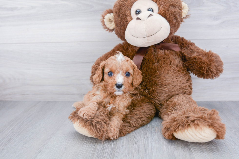 Cavapoo Pup Being Cute