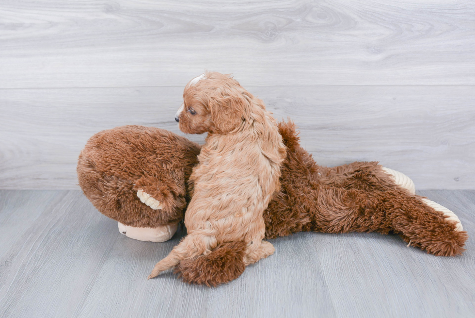 Cavapoo Pup Being Cute