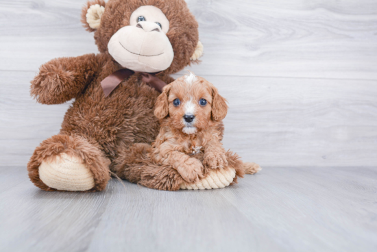 Smart Cavapoo Poodle Mix Pup