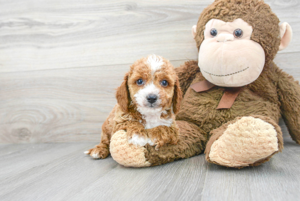 Cavapoo Puppy for Adoption