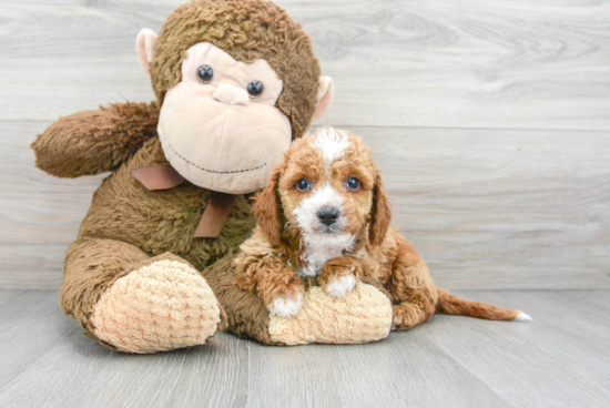 Cavapoo Puppy for Adoption