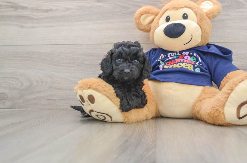 5 week old Cavapoo Puppy For Sale - Premier Pups