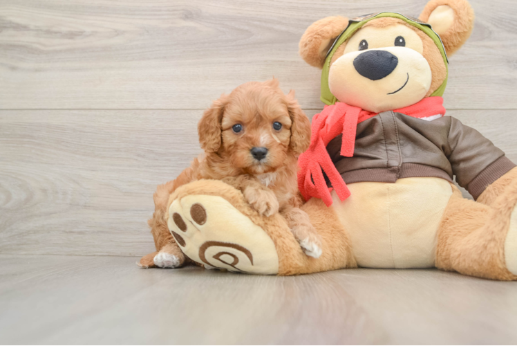 Happy Cavapoo Baby