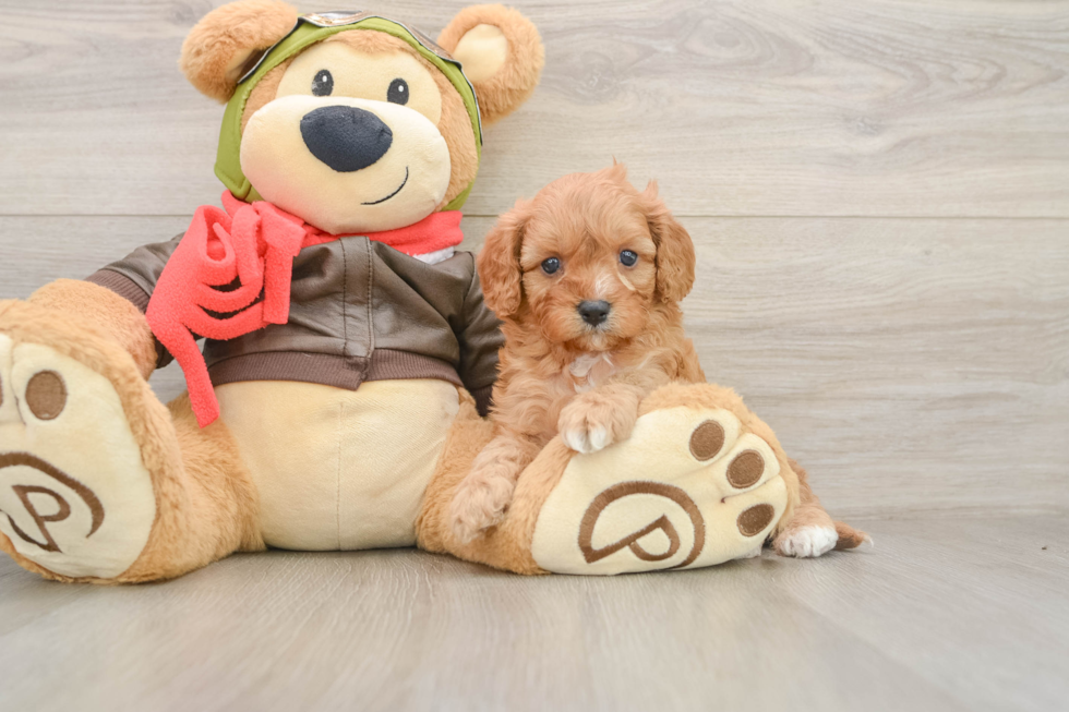 Cavapoo Pup Being Cute