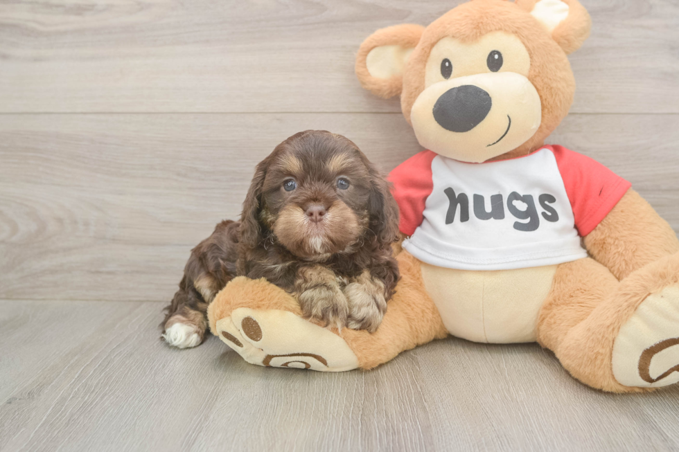 Cavapoo Puppy for Adoption